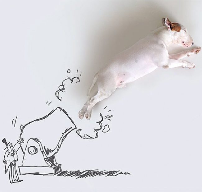 18193960-R3L8T8D-650-Jimmy-the-Bull-Terrier4__605