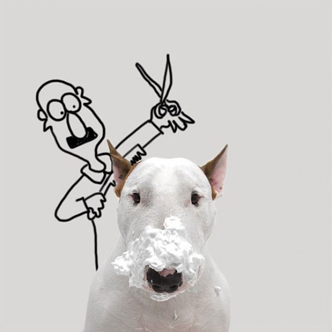 18194010-R3L8T8D-650-Jimmy-the-Bull-Terrier6__605