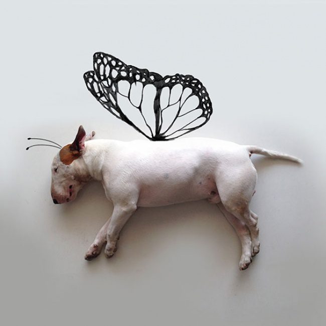 18194310-R3L8T8D-650-Jimmy-the-Bull-Terrier7__605