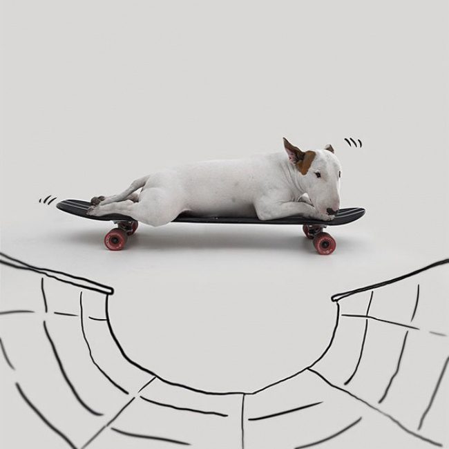 18194560-R3L8T8D-650-Jimmy-the-Bull-Terrier18__605