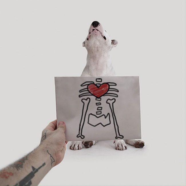 18195560-R3L8T8D-650-Jimmy-the-Bull-Terrier13__605