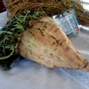 Гигантская свекла