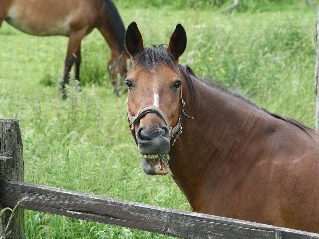 laughing-horse-640x480[1]