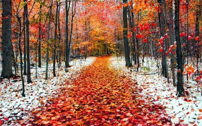 Ноябрь осень снег