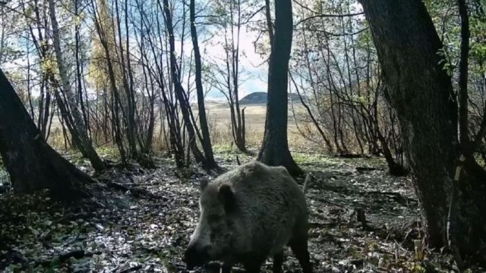 В «Буйратау» кабан погнался за волками — видео с фотоловушки