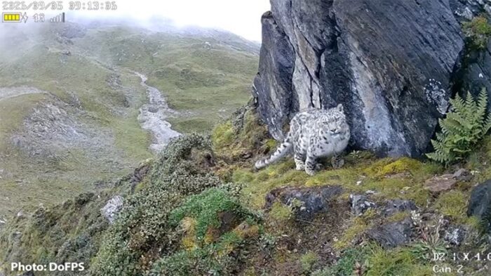 В Бутане GPS-ошейник надели на третьего снежного барса